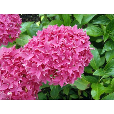 Гортензия крупнолистная Товелит Гортензия крупнолистная Товелит