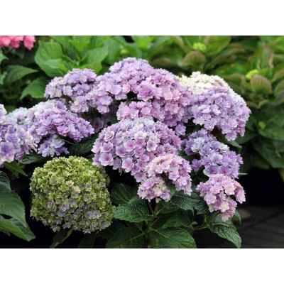 Гортензия крупнолистная Ю энд Ми Тугезе Гортензия крупнолистная Ю энд Ми Тугезе