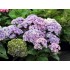 Гортензия крупнолистная Ю энд Ми Тугезе Гортензия крупнолистная Ю энд Ми Тугезе