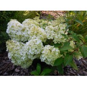 Гортензия метельчатая Бобо