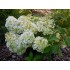 Гортензия метельчатая Бобо Гортензия метельчатая Бобо