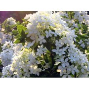 Гортензия метельчатая Бомбшелл