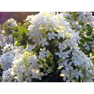 Гортензия метельчатая Бомбшелл Гортензия метельчатая Бомбшелл