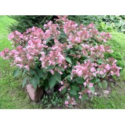 Гортензия метельчатая Дарума