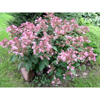 Гортензия метельчатая Дарума Гортензия метельчатая Дарума