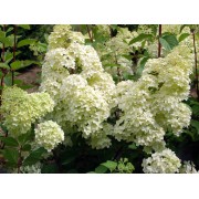 Гортензия метельчатая Диамантино