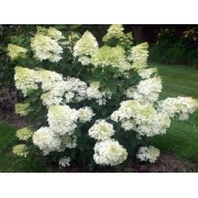 Гортензия метельчатая Фантом