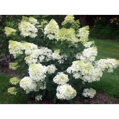 Гортензия метельчатая Фантом Гортензия метельчатая Фантом