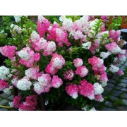 Гортензия метельчатая Фрайз Мельба