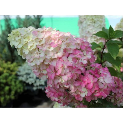 Гортензия метельчатая Фрайз Мельба Гортензия метельчатая Фрайз Мельба