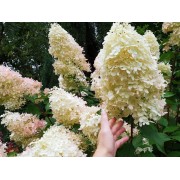 Гортензия метельчатая Геркулес