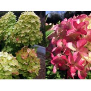 Гортензия метельчатая Граффити