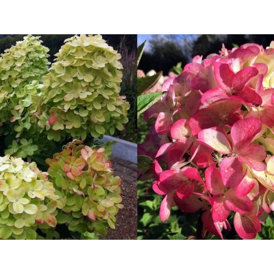 Гортензия метельчатая Граффити Гортензия метельчатая Граффити