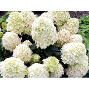 Гортензия метельчатая Коттон Крем