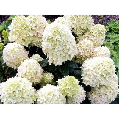 Гортензия метельчатая Коттон Крем Гортензия метельчатая Коттон Крем
