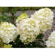 Гортензия метельчатая Коттон Крем