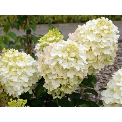 Гортензия метельчатая Коттон Крем Гортензия метельчатая Коттон Крем