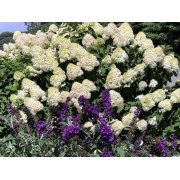 Гортензия метельчатая Лаймлайт