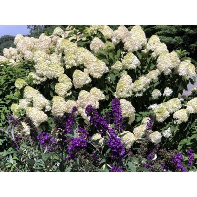 Гортензия метельчатая Лаймлайт Гортензия метельчатая Лаймлайт