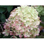 Гортензия метельчатая Лаймлайт