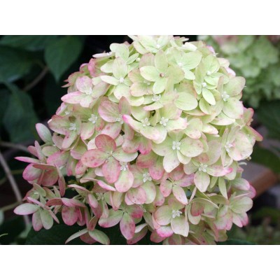 Гортензия метельчатая Лаймлайт Гортензия метельчатая Лаймлайт