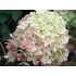 Гортензия метельчатая Лаймлайт Гортензия метельчатая Лаймлайт