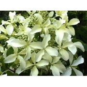 Гортензия метельчатая Ле Вастеривал - Грейт Стар