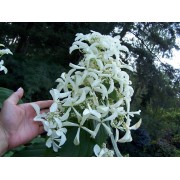 Гортензия метельчатая Ле Вастеривал - Грейт Стар