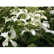 Гортензия метельчатая Ле Вастеривал - Грейт Стар