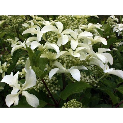 Гортензия метельчатая Ле Вастеривал - Грейт Стар Гортензия метельчатая Ле Вастеривал - Грейт Стар