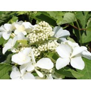 Гортензия метельчатая Левана