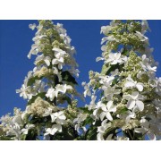 Гортензия метельчатая Левана