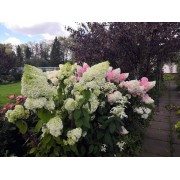 Гортензия метельчатая Ле Вастеривал - Грейт Стар