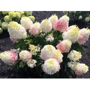 Гортензия метельчатая Литл Блоссом