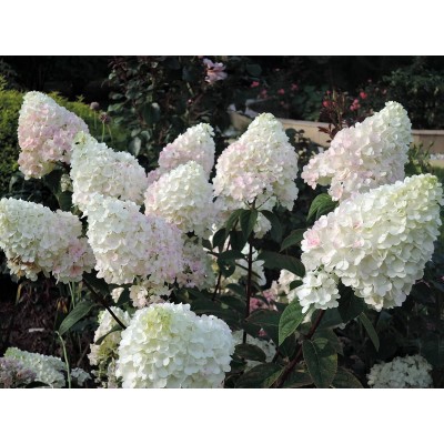 Гортензия метельчатая Литл Фрайз Гортензия метельчатая Литл Фрайз