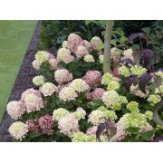 Гортензия метельчатая Литл Лайм