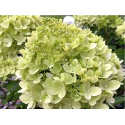 Гортензия метельчатая Литл Лайм