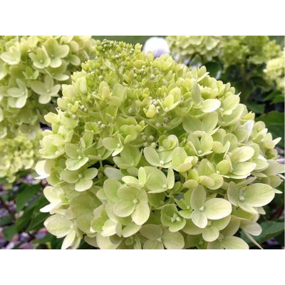 Гортензия метельчатая Литл Лайм Гортензия метельчатая Литл Лайм