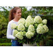 Гортензия метельчатая Литл Спуки