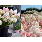 Гортензия метельчатая Литл Блоссом