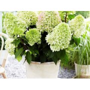 Гортензия метельчатая Литл Фрайз