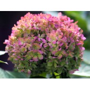 Гортензия метельчатая Литл Лайм