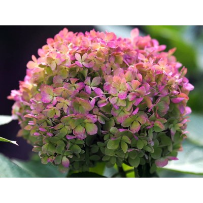 Гортензия метельчатая Литл Лайм Гортензия метельчатая Литл Лайм