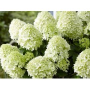 Гортензия метельчатая Литл Спуки