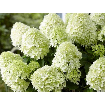 Гортензия метельчатая Литл Спуки Гортензия метельчатая Литл Спуки