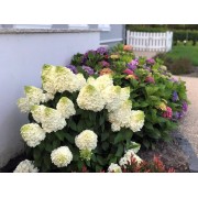 Гортензия метельчатая Мэджикал Монт Бланк