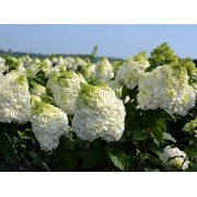 Гортензия метельчатая Мэджикал Монт Бланк