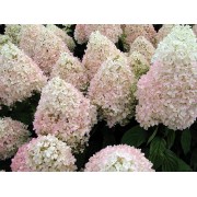 Гортензия метельчатая Мэджикал Свит Саммер