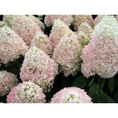 Гортензия метельчатая Мэджикал Свит Саммер Гортензия метельчатая Мэджикал Свит Саммер