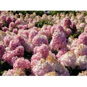 Гортензия метельчатая Мэджикал Свит Саммер